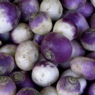 Purple Top Rutabaga 25 Seeds