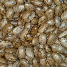Pinto Bush Bean 20 Seeds