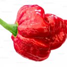 Trinidad Scorpion Hot Pepper 10 Seeds