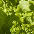 Grand Rapids Leaf Lettuce 200 Seeds