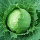 Brunswick Cabbage 25 Seeds