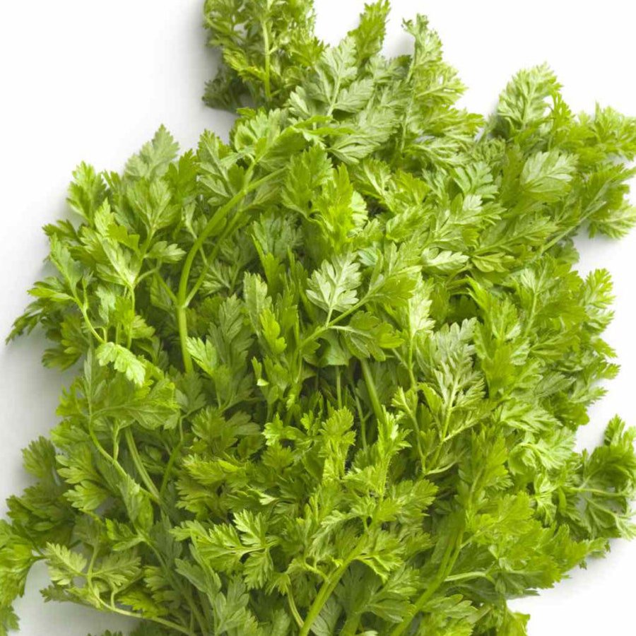 Chervil 100 Seeds