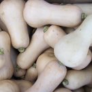 Waltham Butternut Squash 10 Seeds