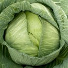 Late Flat Dutch Cabbage 25 Seeds