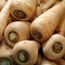 Hollow Crown Parsnip 25 Seeds