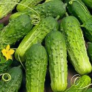 Boston Pickling Cucumber 25 Seeds