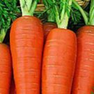 Danvers 126 Carrot 200 Seeds