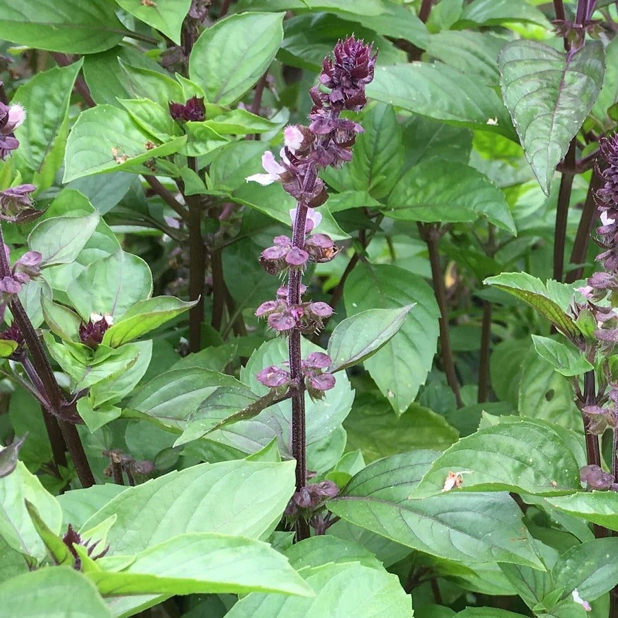 Cinnamon Basil 25 Seeds