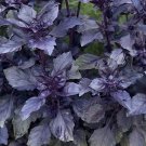 Dark Opal Basil 25 Seeds