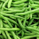 Tendergreen Bush Bean 20 Seeds