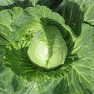 Copenhagen Market Cabbage 25 Seeds