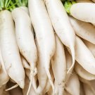 Japanese Minowase Daikon Radish 25 Seeds