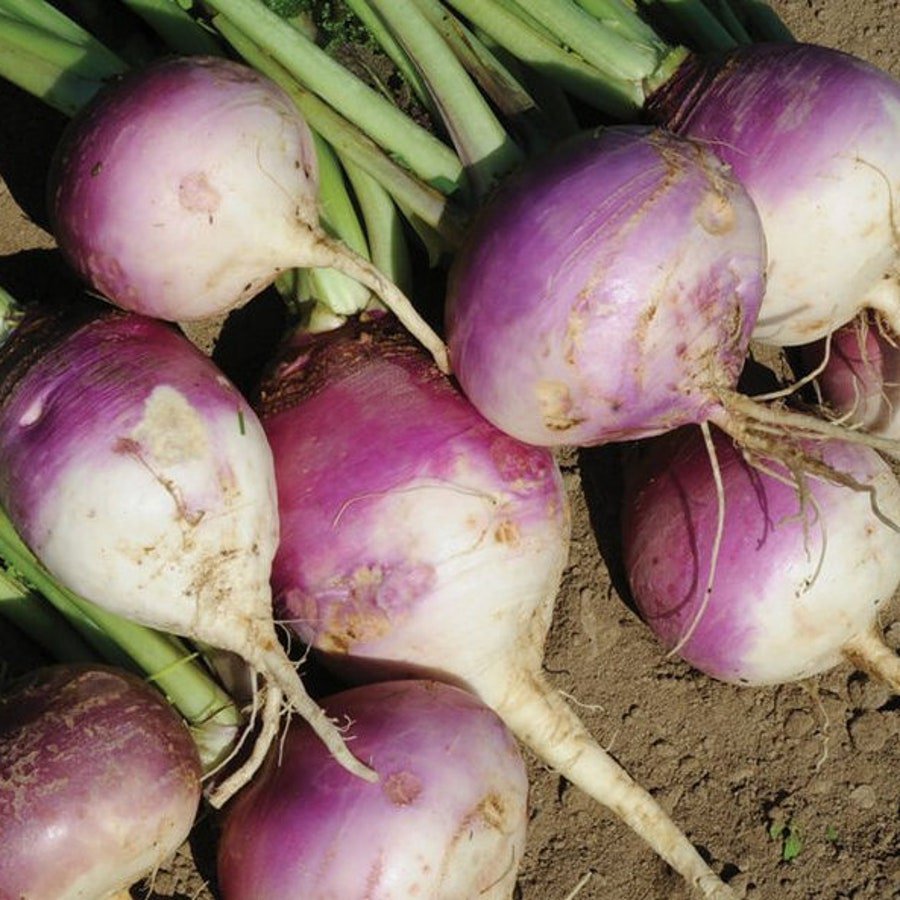 Purple Top Turnip 25 Seeds