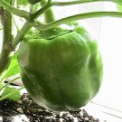Bull Nose Bell Pepper 10 Seeds