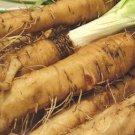 Mammoth Sandwich Island Salsify. 25 Seeds