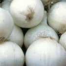 White Sweet Spanish Onion 25 Seeds