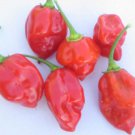 Red Habanero Hot Pepper 25 Seeds