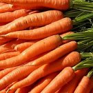 Little Finger Carrot 200 Seeds