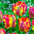 30 Tulip Seeds Fragrant Flower Plant