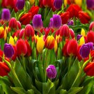 20 Tulip Seeds Mixed Colors Fragrant Flower Plant