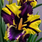 30 Iris Seeds Fragrant Flower Plant