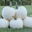 25 White Pumpkin Seeds Organic Fruit