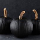 25 Black Pumpkin Seeds Organic Fruit