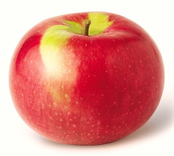 25 Mcintosh Macintosh Apple Tree Seeds Fresh Seeds