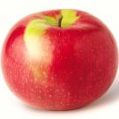 25 Mcintosh Macintosh Apple Tree Seeds Fresh Seeds