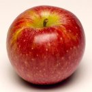 100 Winesap Apple Tree Seeds Fresh Seeds