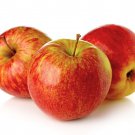 40 Anna Apple Tree Seeds Fresh Seeds