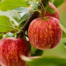 100 Gala Apple Tree Seeds Fresh Seeds