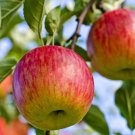 100 Fuji Apple Tree Seeds Fresh Seeds