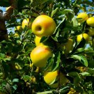 100 Yellow Apple Tree Seeds Fresh Seeds