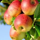 100 Honeycrisp Apple Tree Seeds Fresh Seeds