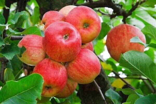 100 Red Apple Tree Seeds Fresh Seeds