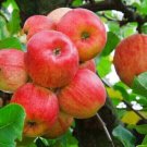 100 Red Apple Tree Seeds Fresh Seeds