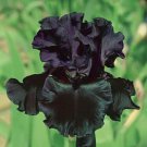 40 Firestorm Iris Seeds Fragrant Flower Plant