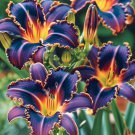 30 Burning Embers Lily Seeds Beautiful Rare Flower Plant