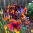 20 Firestorm Iris Seeds Fragrant Flower Plant