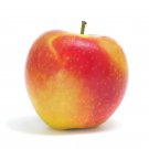 40 Ambrosia Apple Tree Seeds Fresh Seeds