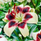 20 Peruvian Lily Seeds Beautiful Rare Flower Plant