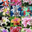 30 Mixed Lily Seeds Beautiful Rare Flower Plant