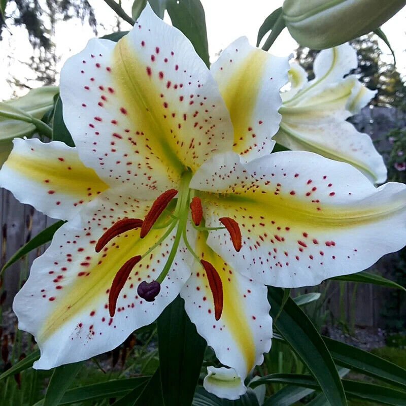 40 Japanese Lily Seeds Beautiful Rare Flower Plant