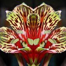 40 Peruvian Parrot Lily Seeds Beautiful Rare Flower Plant