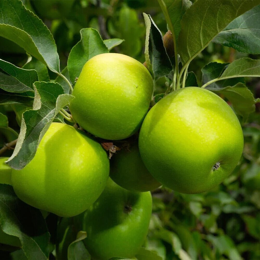 40 Granny Smith Apple Tree Seeds Fresh Seeds