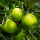 40 Granny Smith Apple Tree Seeds Fresh Seeds