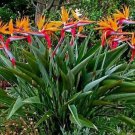 100 Bird Of Paradise Seeds Strelitzia Reginae Gorgeous Colorful Flower Plant