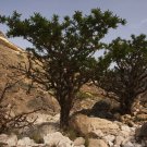 20 Frankincense Pine Tree Seeds Sap Used For Incense + Salve + Resin Balm