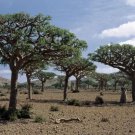 15 Frankincense Pine Tree Seeds Sap Used For Incense + Salve + Resin Balm